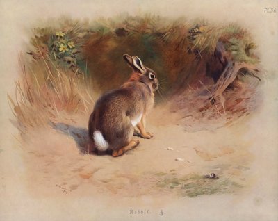 ウサギ 作： Archibald Thorburn